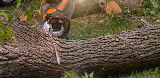 Reliable Osage, IA Tree Removal Services Solutions