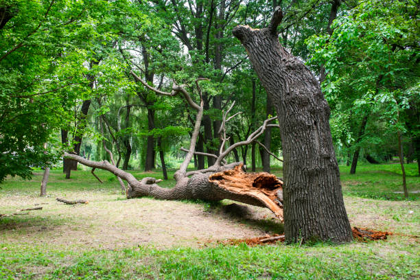 Best Residential Tree Removal  in Osage, IA