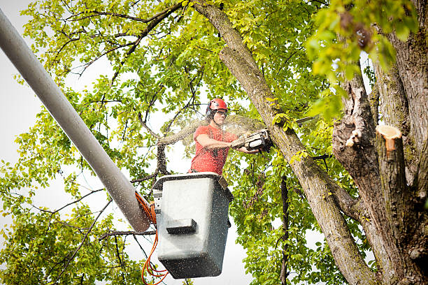 Best Storm Damage Tree Cleanup  in Osage, IA